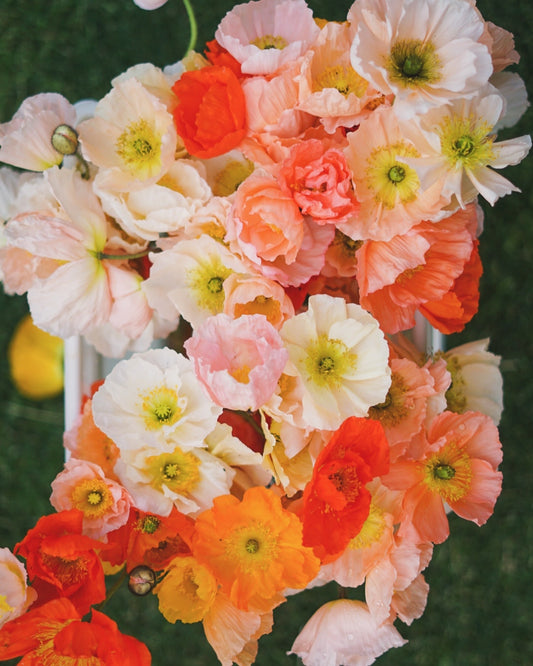 Iceland Poppy seeds - mixed