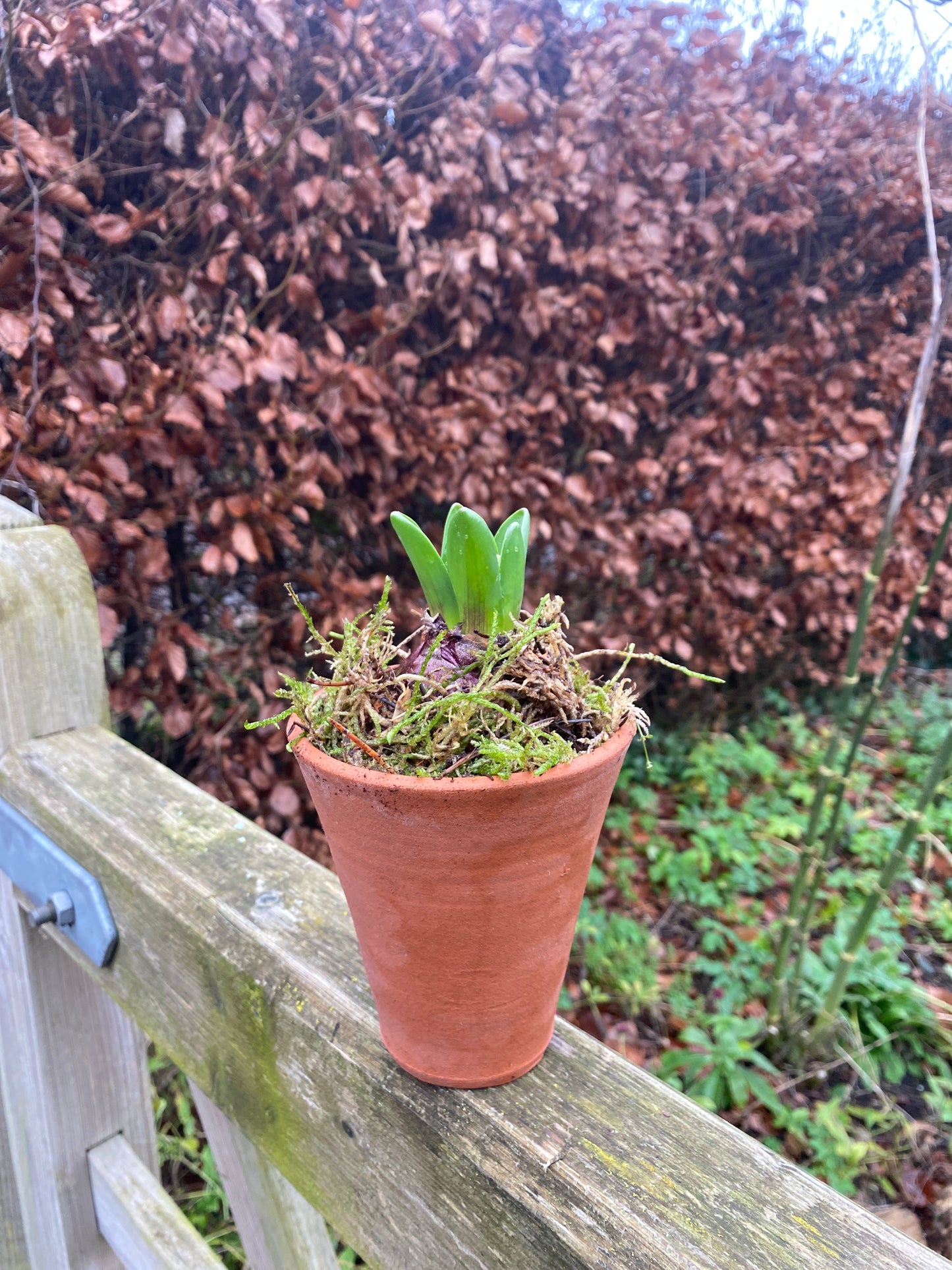 Potted Hyacinths