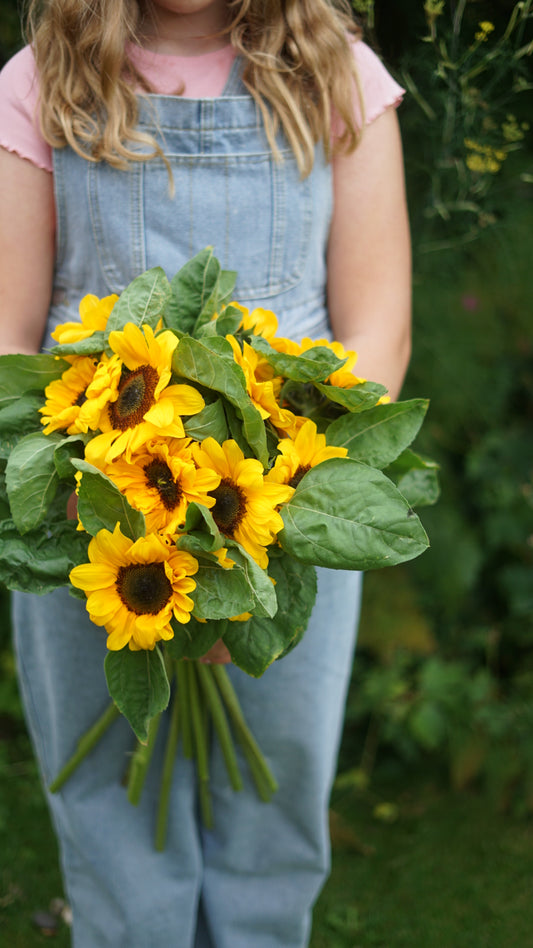 Sunflower mixed