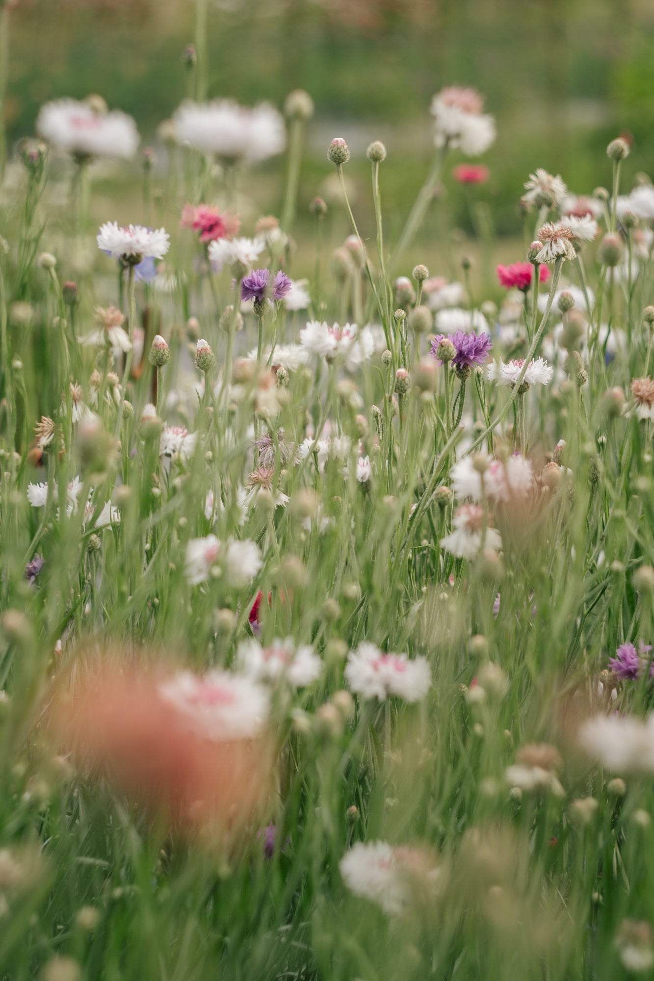 SEPTEMBER: Floral Photography workshop Full Day 21/09