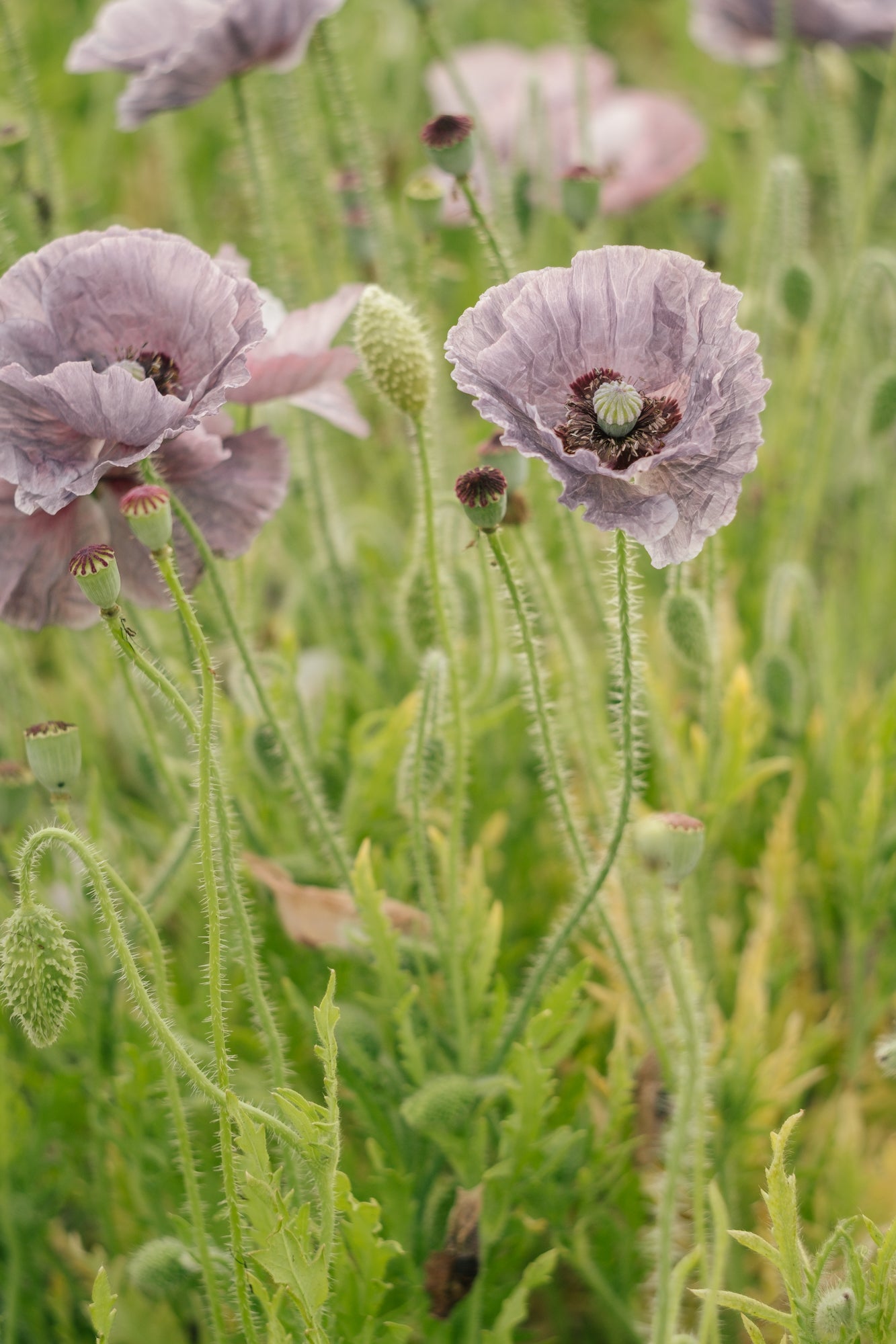 SEPTEMBER: Floral Photography workshop Full Day 21/09