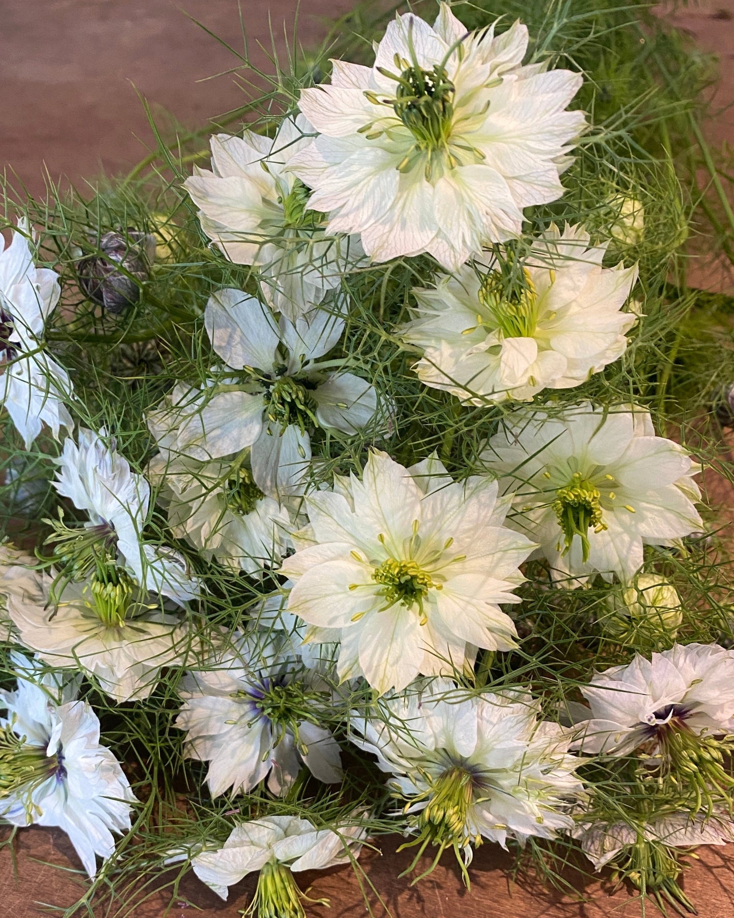 Nigella damascena 'Miss Jekyll Alba'