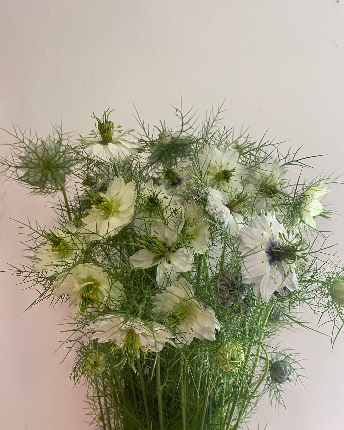 Nigella damascena 'Miss Jekyll Alba'