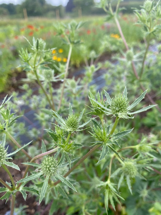 Eryngium planum 'Blauer Zwerg' seeds