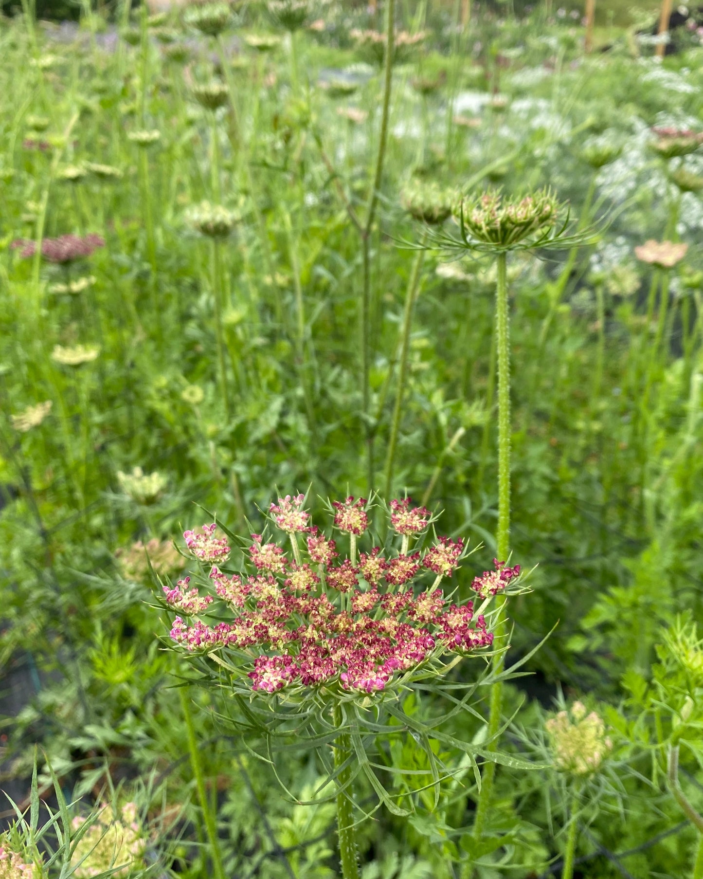 Daucus carota