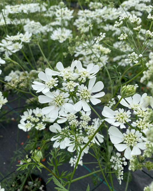 Orlaya Grandiflora seeds