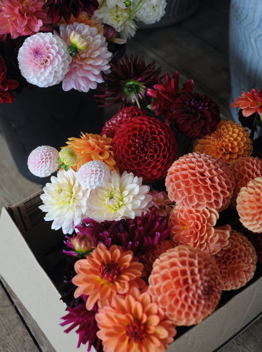 Dahlia selection