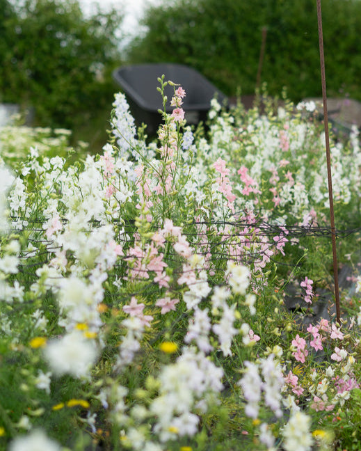 Larkspur seeds - mixed