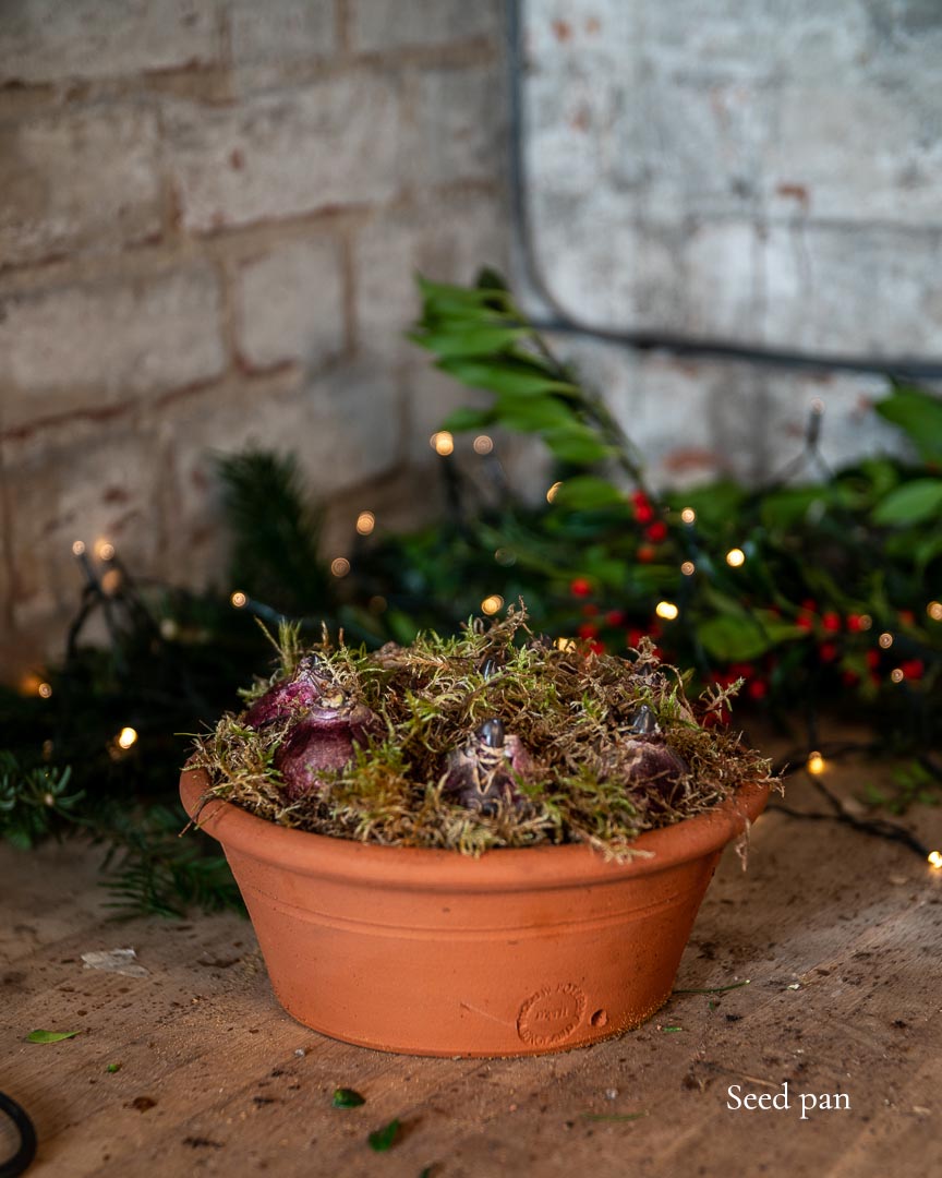 Potted Hyacinths