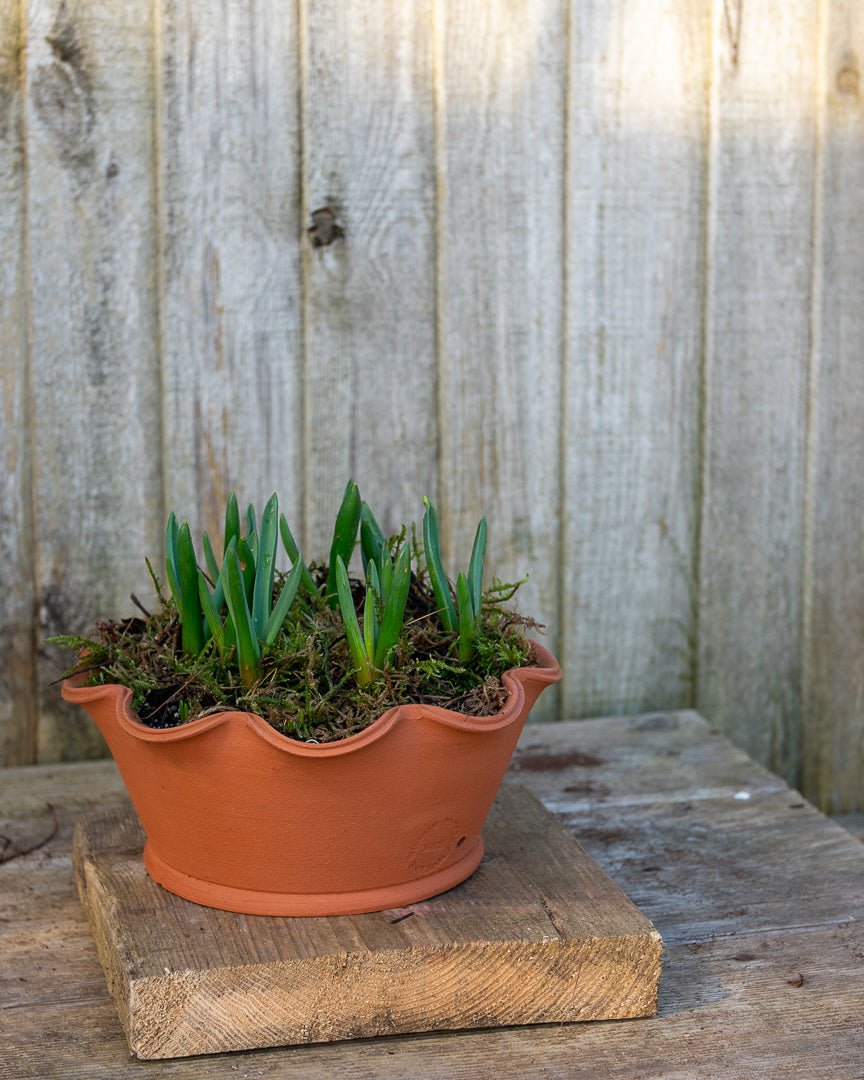 Potted Hyacinths