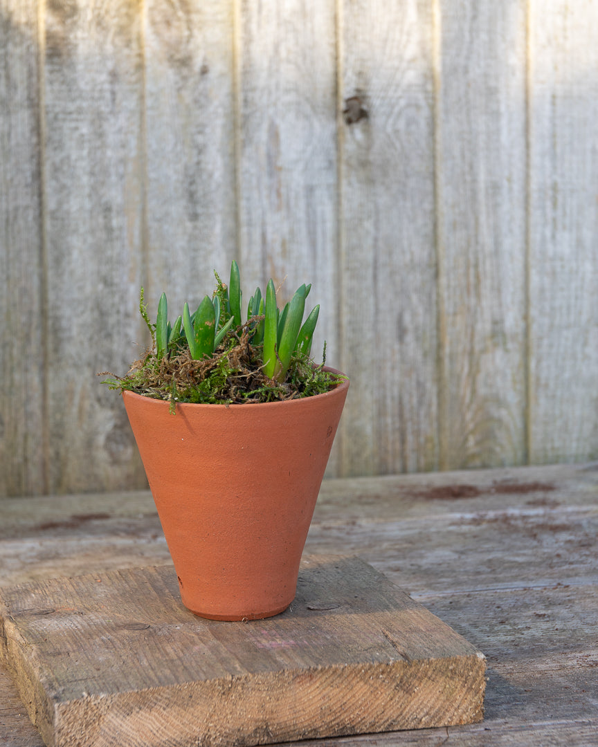 Potted Hyacinths