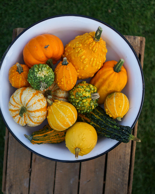 Decorative Pumpkins and Gourds