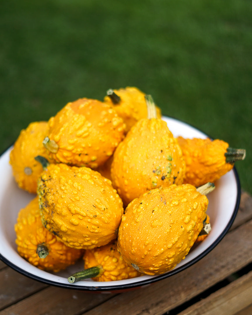 Decorative Pumpkins and Gourds