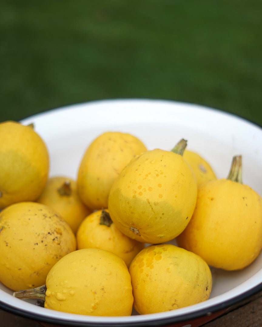 Decorative Pumpkins and Gourds