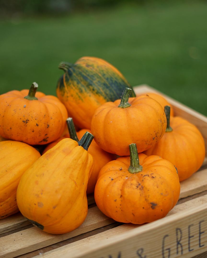 Decorative Pumpkins and Gourds