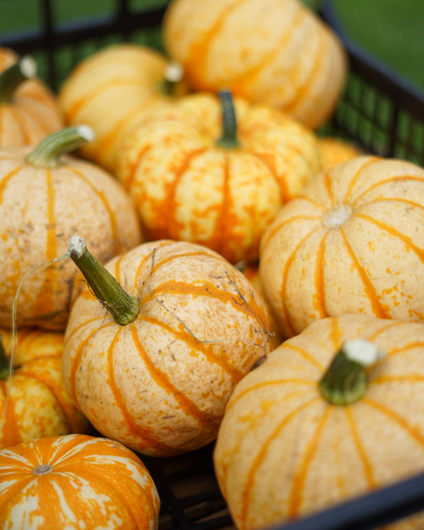 Decorative Pumpkins and Gourds