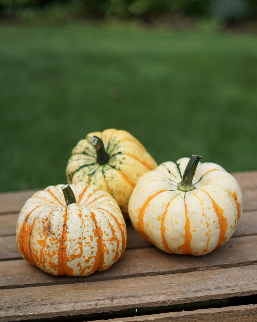 Decorative Pumpkins and Gourds