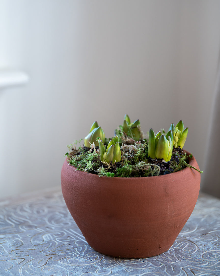 Potted Hyacinths