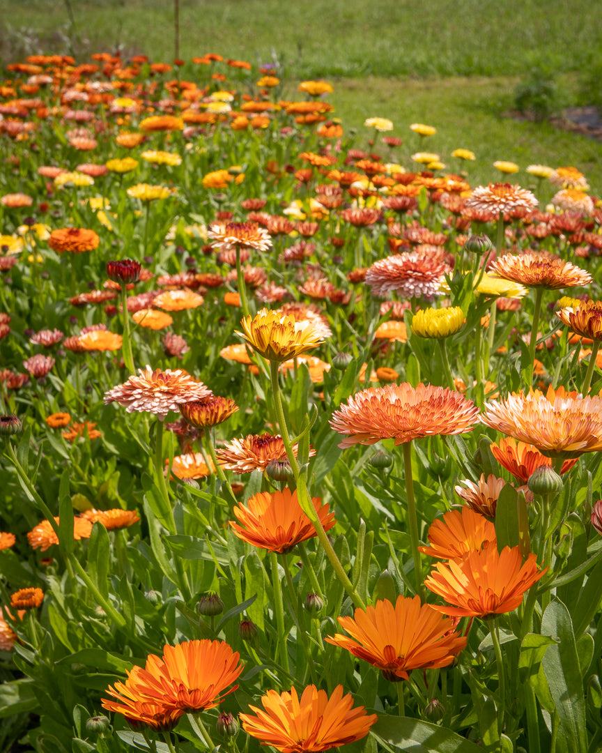 Calendula officinalis seeds, Mixed