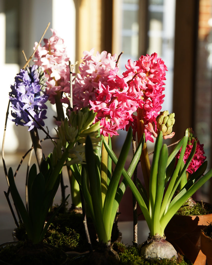 Potted Hyacinths