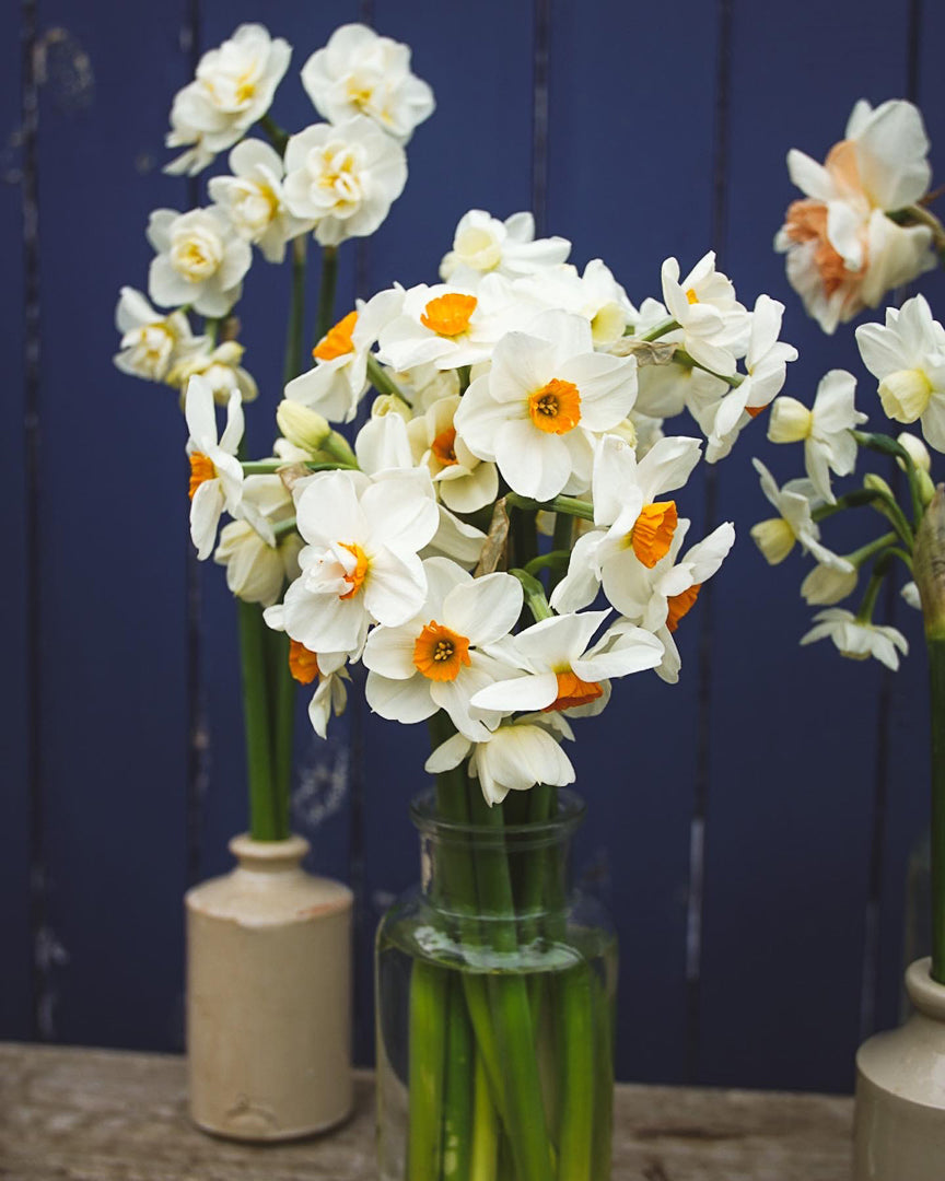 Scented Narcissi and Daffodil Selection - PRE ORDER FOR MARCH/ APRIL