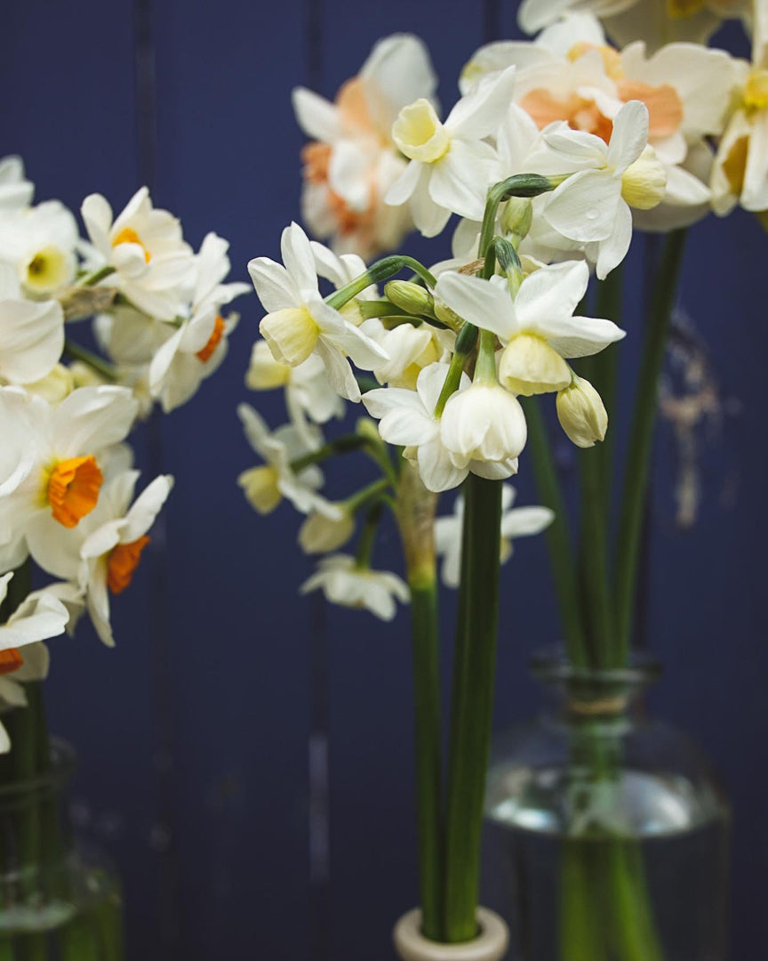 Scented Narcissi and Daffodil Selection - PRE ORDER FOR MARCH/ APRIL