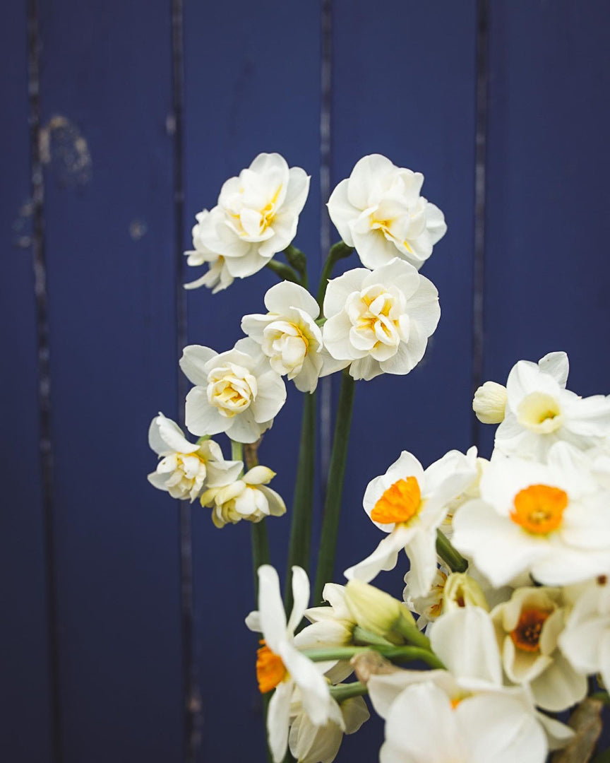 Scented Narcissi and Daffodil Selection - PRE ORDER FOR MARCH/ APRIL