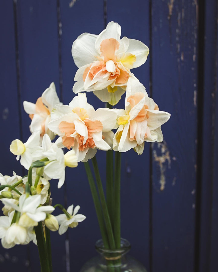 Scented Narcissi and Daffodil Selection - PRE ORDER FOR MARCH/ APRIL