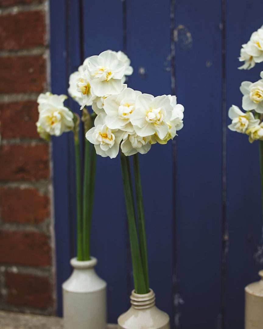 Scented Narcissi and Daffodil Selection - PRE ORDER FOR MARCH/ APRIL