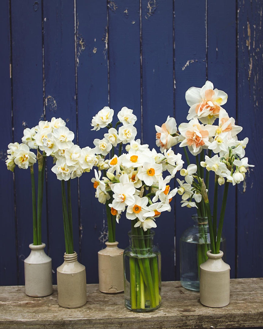 Scented Narcissi and Daffodil Selection - PRE ORDER FOR MARCH/ APRIL