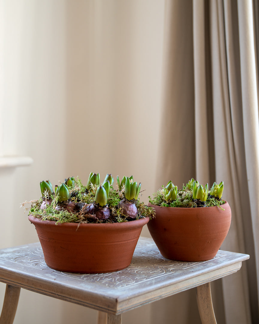 Potted Hyacinths