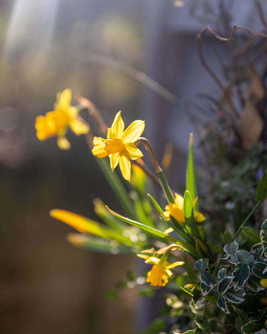 APRIL: Spring bulb Wreath workshop 16/04