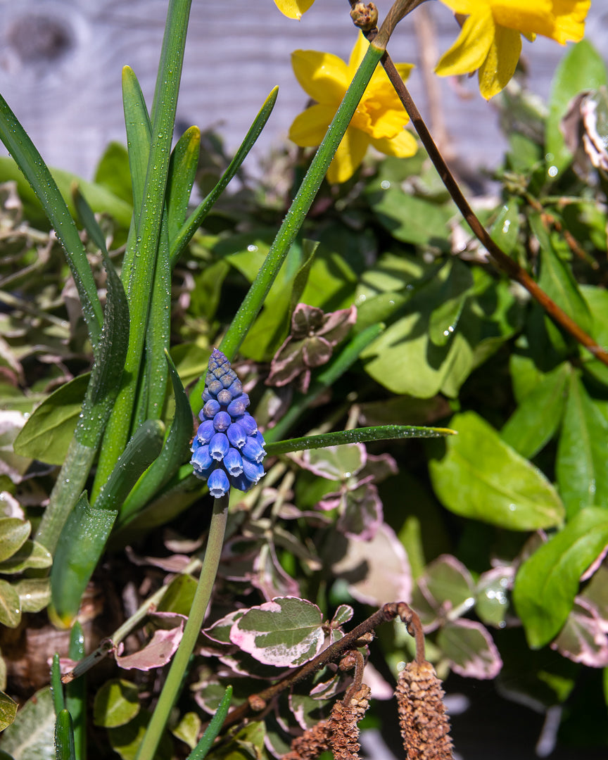 Natural Spring Bulb Wreath