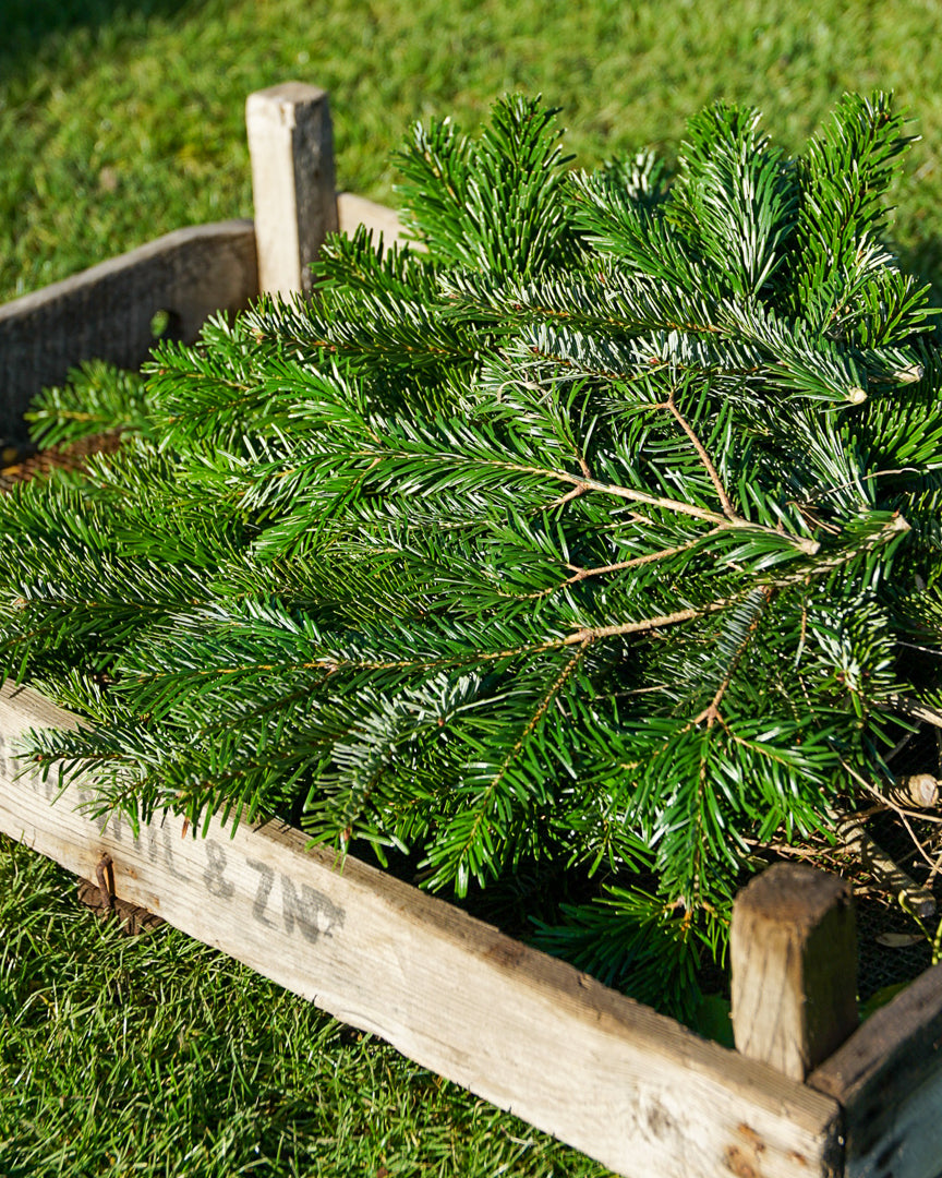 Normand Fir bundle